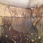 septic tank root intrusion into septic tank