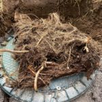 tree roots in septic system